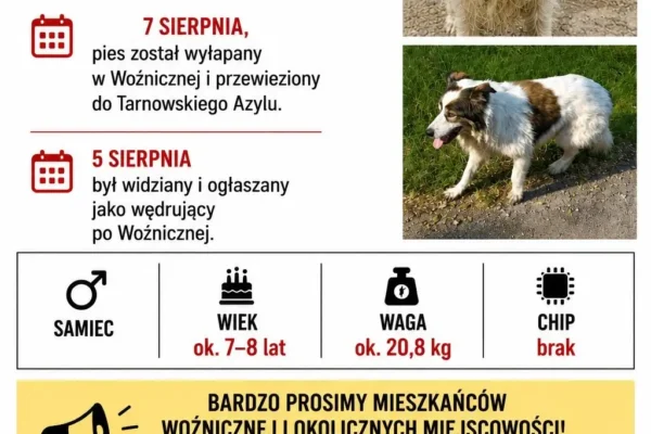 Pies znaleziony w Woźnicznej czeka na właściciela w Tarnowskim Azylu