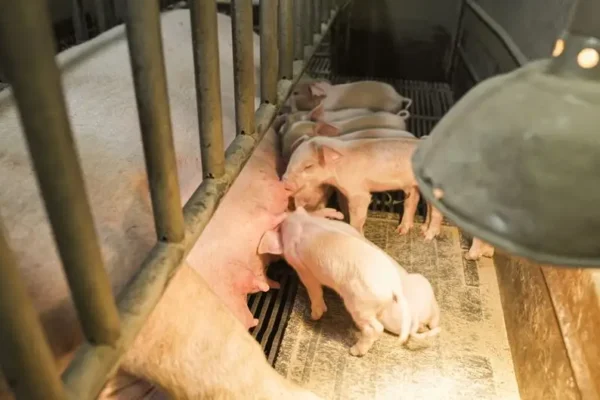 Upały a zwierzęta: weterynarz z Tarnowa apeluje o ostrożność