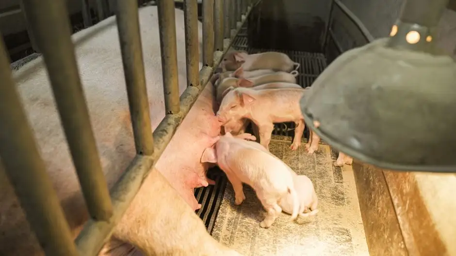 Upały: Powiatowy Lekarz Weterynarii w Tarnowie apeluje o ochronę zwierząt