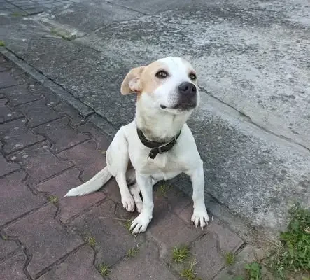Poszukiwany właściciel psa znalezionego w Zborowicach