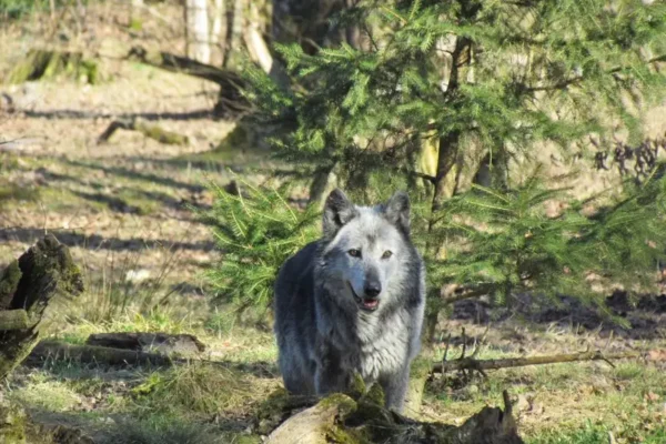 Wilki w Gminie Pleśna – co robić, gdy spotkasz drapieżnika?