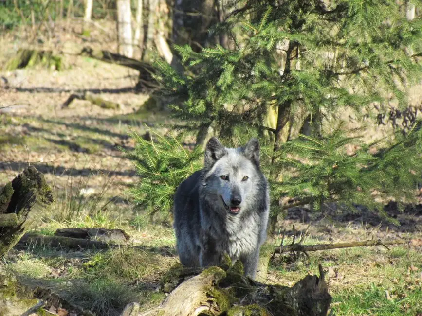 Wilki w Gminie Pleśna – co robić, gdy spotkasz drapieżnika?