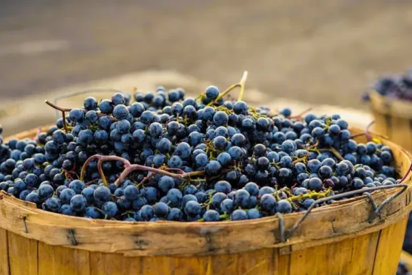 Muzyczne Winobranie 2026 w Łowczówku – święto lokalnych smaków i muzyki
