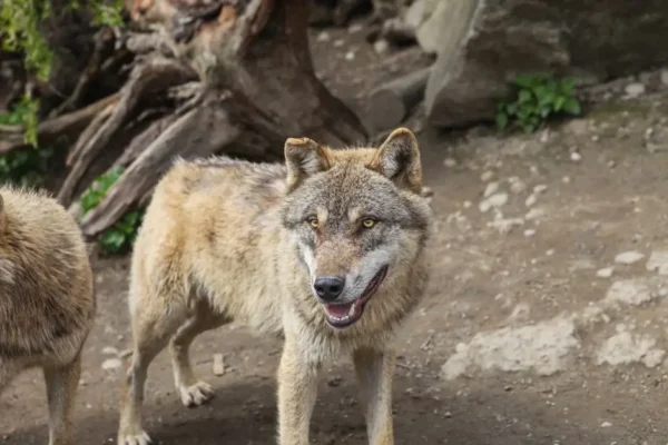 Wilki w Gminie Pleśna – co robić, gdy spotkasz drapieżnika?