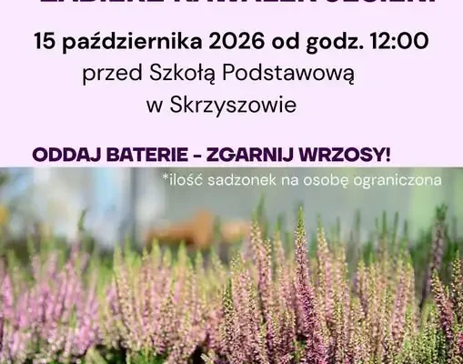 Skrzyszów: wymień zużyte baterie na jesienne wrzosy – akcja ekologiczna już 15 października